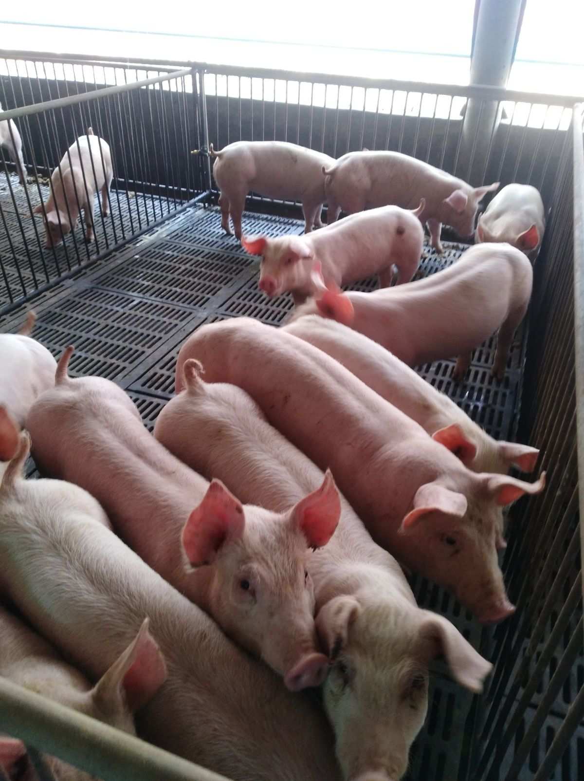 农场主巧妙设计猪圈环境，让宝贵的猪资源充分发挥价值