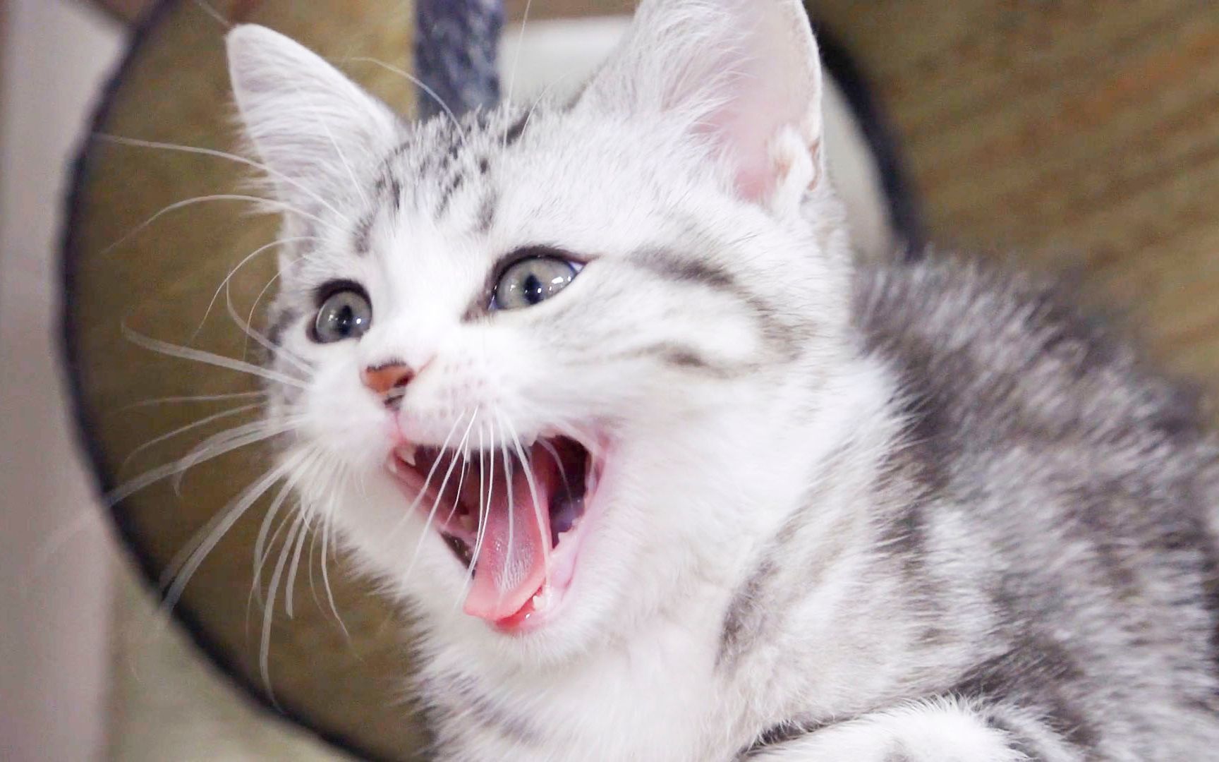中国宠物大战:猫派对狗派,笑到捧腹! 中国宠物大战:猫派对狗派,笑到捧腹!