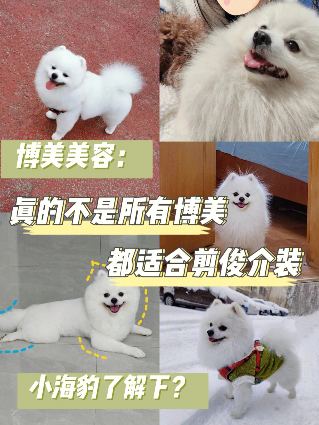 迷你博美犬,可爱又心动 迷你博美犬,可爱又心动