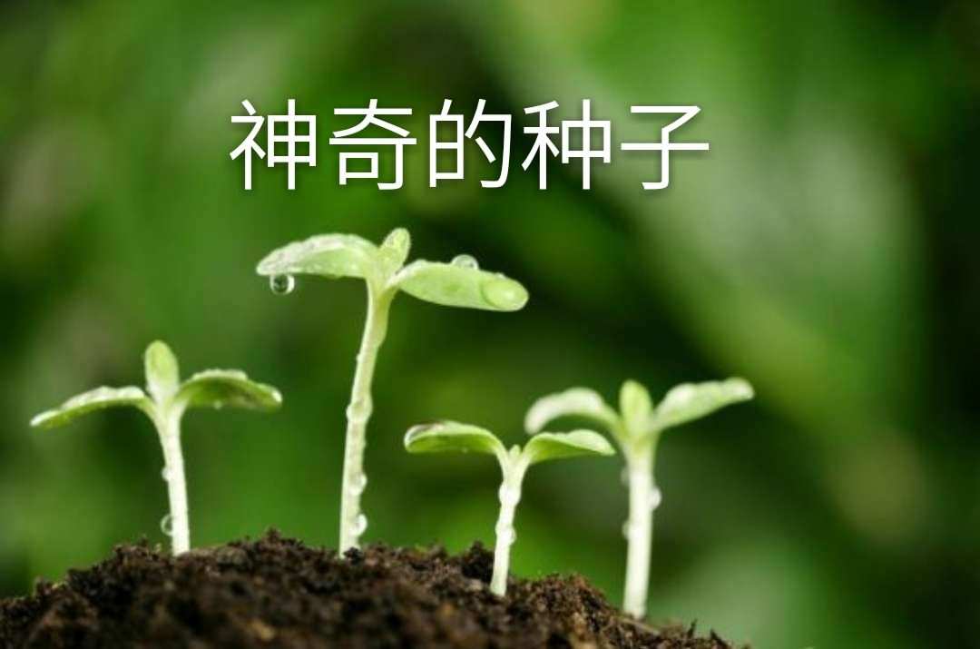 神奇春丽种子：花朵中的奇迹