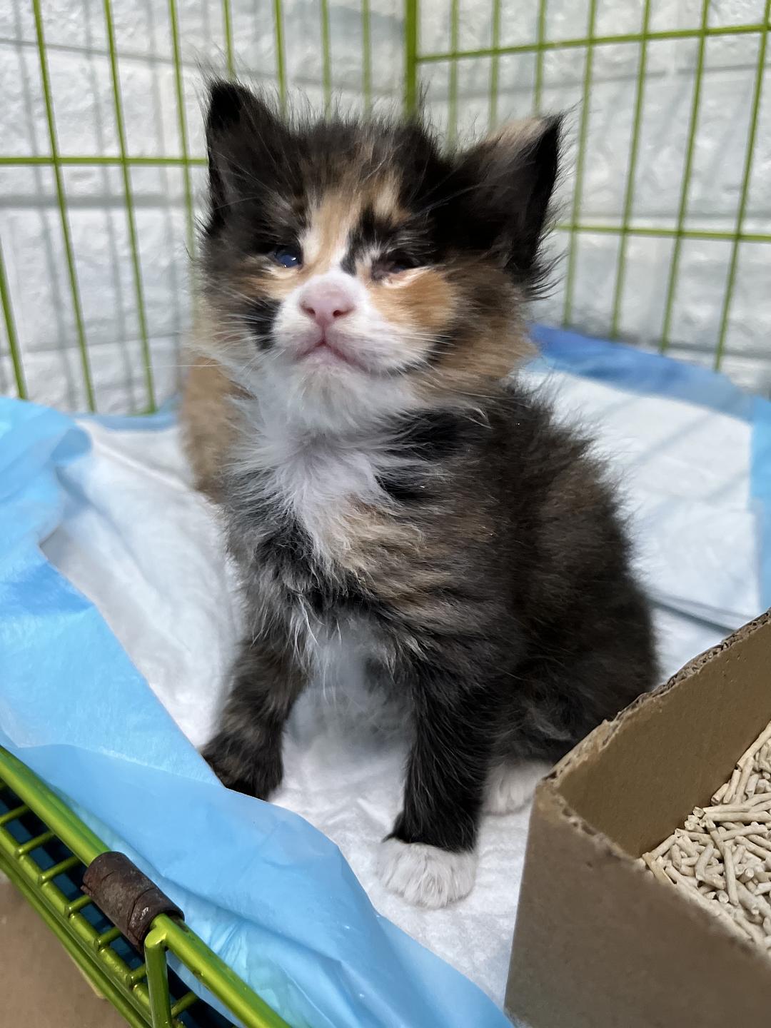 小奶猫app痴迷手机应用