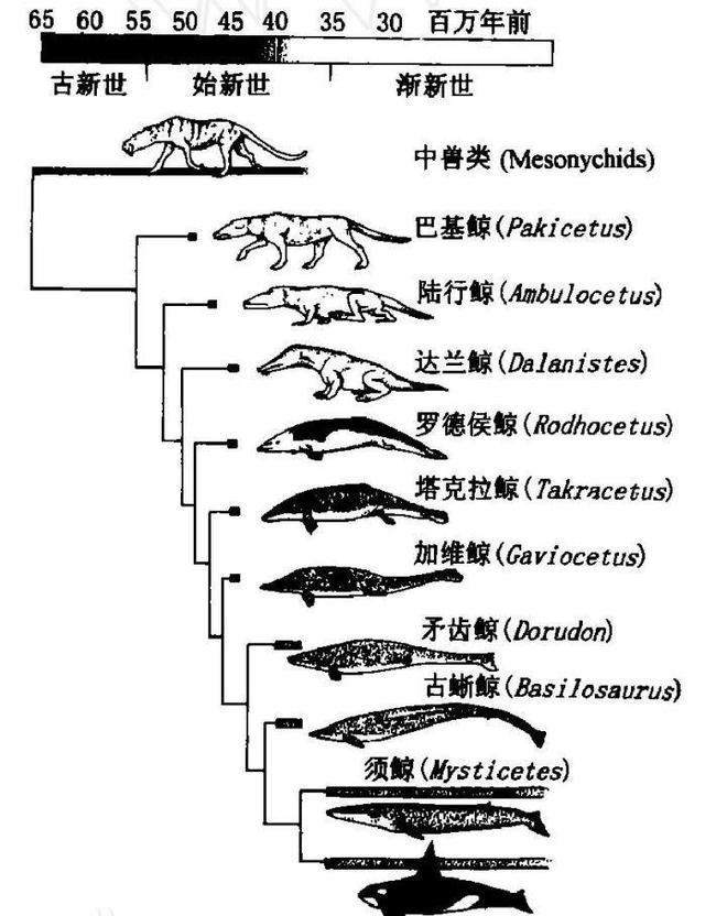精灵宝可梦饭匙蛇进化_饭匙蛇进化是什么样子_饭匙蛇进化