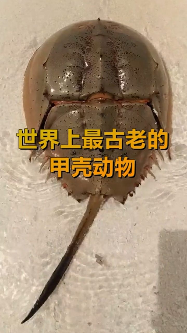 菊石兽_菊石兽_菊石兽