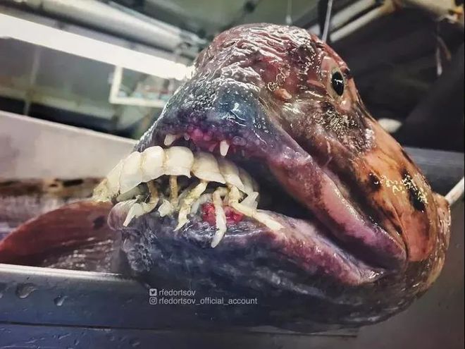 探秘神秘生物的攻略,你见过吗? 探秘神秘生物的攻略,你见过吗?