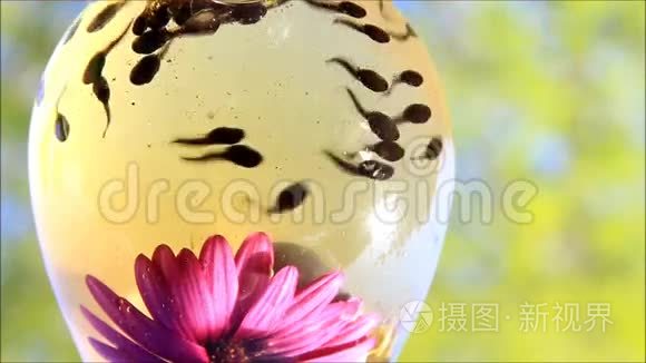 蝌蚪新星亮相滨海国际（微）电影节