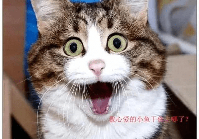 厦门小鱼社区小鱼网_厦门小鱼社区小鱼网_厦门小鱼社区小鱼网