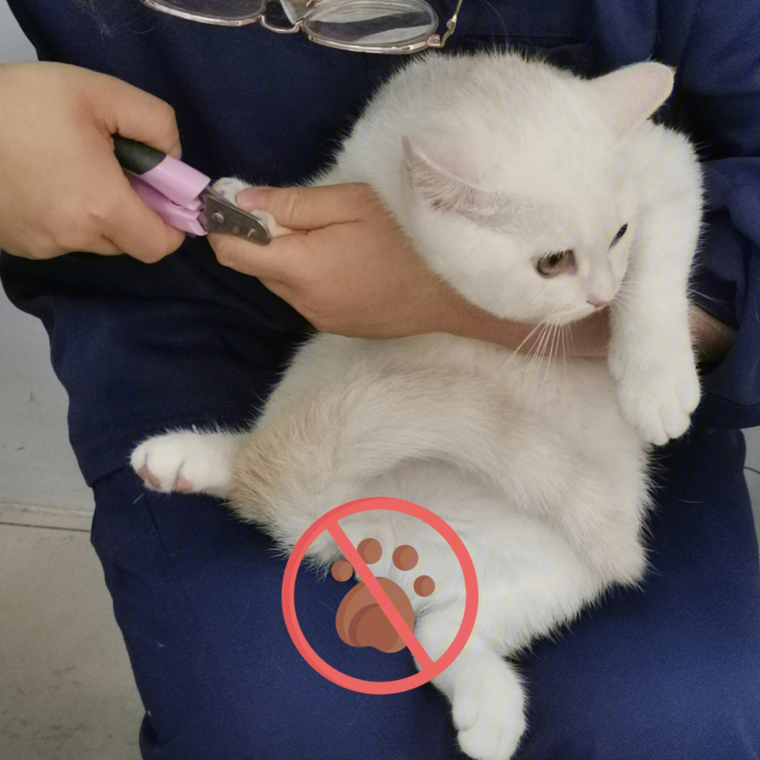 猫研社攻略大揭秘