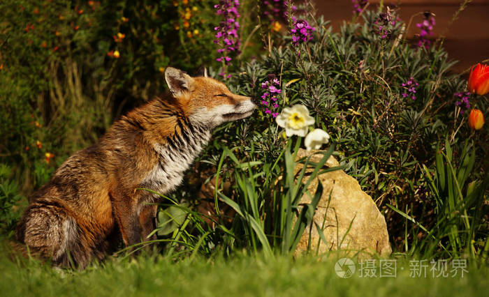 花狐_狐花猫图片_狐花猫