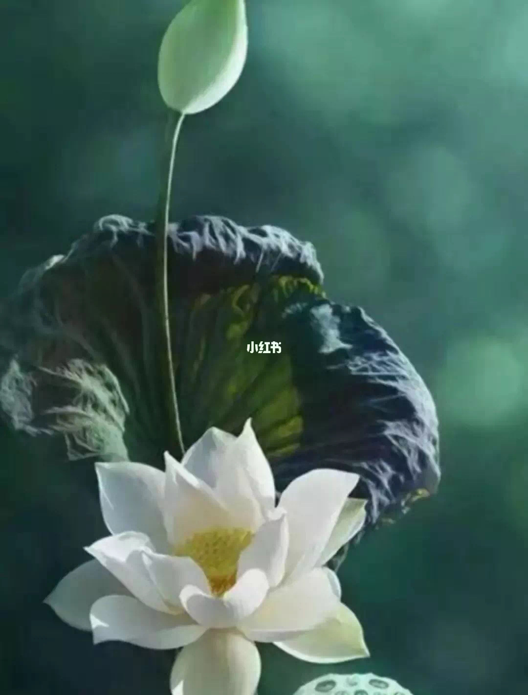 千叶禅师_千叶禅师怎么打_千叶禅师和李逍遥谁厉害