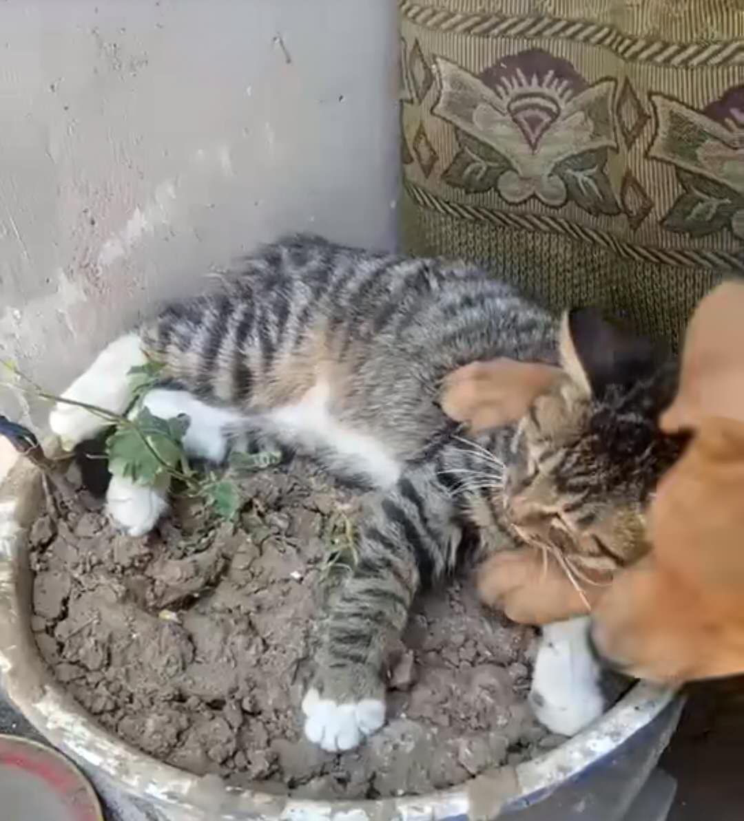猫社亮相滨海！第三届国际（微）电影节精彩参赛影片