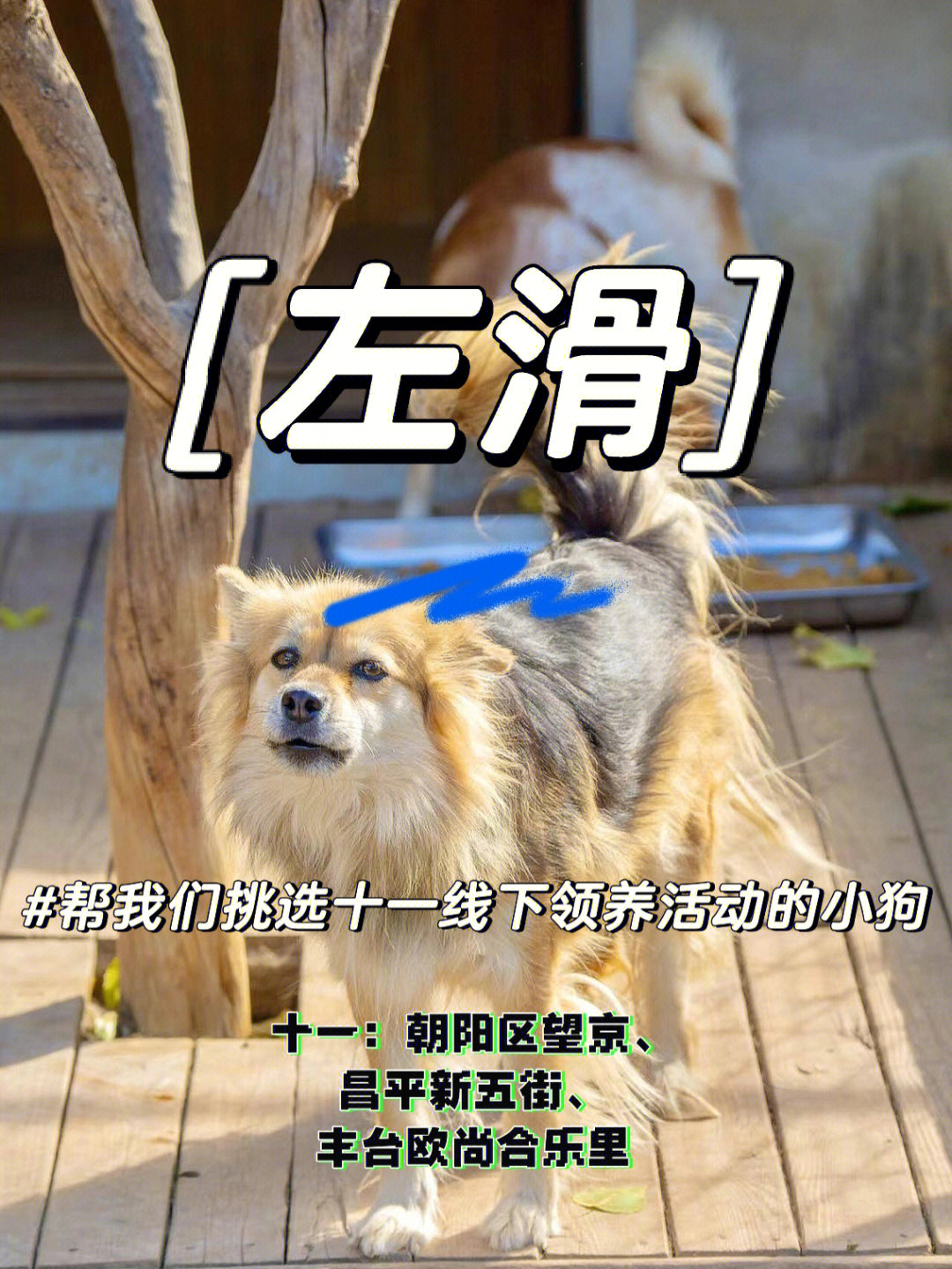 宠物拯救者再度相逢