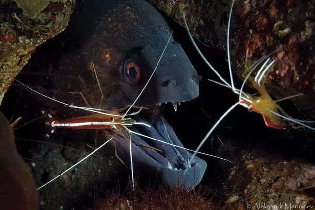 深海之驭海人-遨游深海，探秘壮观奇异的生物世界