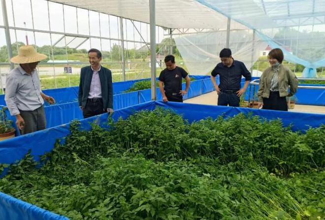 水汆菜丸子的家常做法的游戏_押水菜子_压水菜的做法
