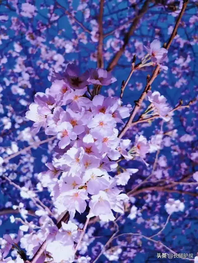 樱花游戏樱花手机_樱花游戏安卓_樱花游戏