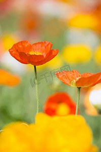 问花歌词_问花周深_问花