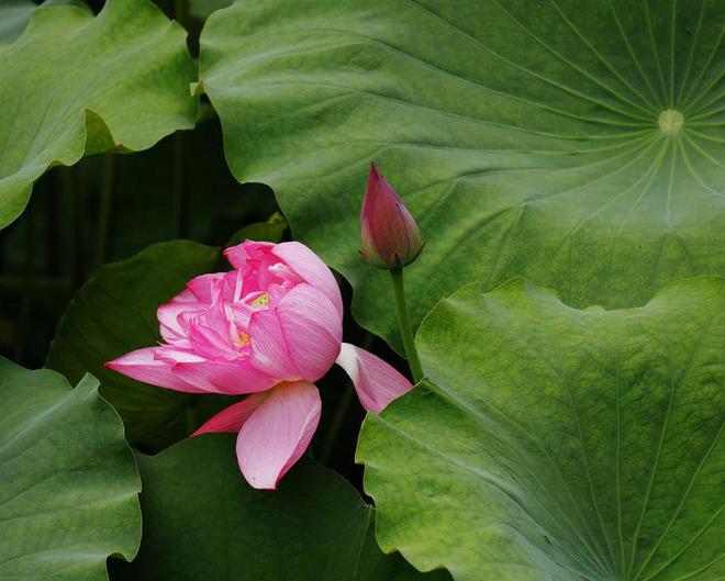 田中秀和_田中秀幸_田中秀一幽游白书