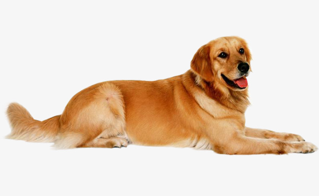 忠犬八公免费观看完整版_观看在线播放免费忠犬八公电影_忠犬八公免费播放在线观看