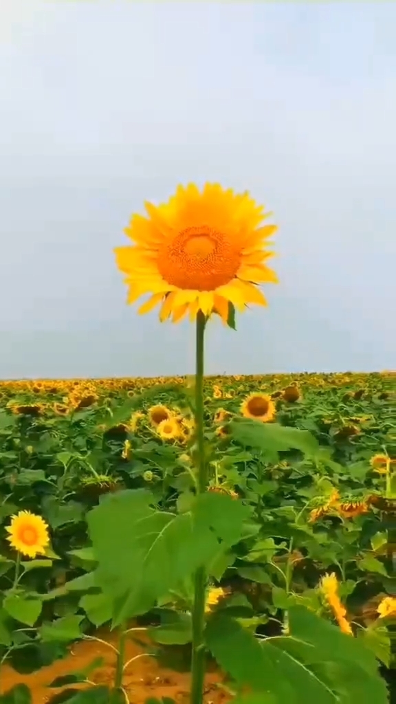 一条晴彦_一条晴彦_一条晴彦