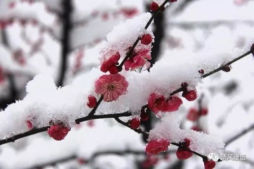 梅花影视资源库大全 
